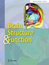 Brain Structure & Function
